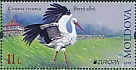 White Stork Ciconia ciconia  2019 Europa 