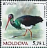 Black Stork Ciconia nigra  2021 Europa 