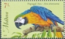 Blue-and-yellow Macaw Ara ararauna