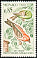 Red Crossbill Loxia curvirostra  1962 Birds 