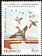 Garganey Spatula querquedula  1991 International symposium on bird migration 