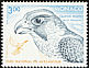 Peregrine Falcon Falco peregrinus  1993 Birds of prey in Mercantour national park 