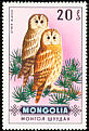 Tawny Owl Strix aluco  1970 Birds of prey 
