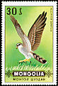 Northern Goshawk Accipiter gentilis  1970 Birds of prey 