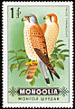 Common Kestrel Falco tinnunculus  1970 Birds of prey 
