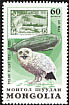 Snowy Owl Bubo scandiacus