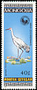 Siberian Crane Leucogeranus leucogeranus  1985 Birds 
