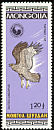 Common Buzzard Buteo buteo  1985 Birds 