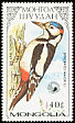 Great Spotted Woodpecker Dendrocopos major  1987 Woodpeckers 