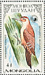 Okinawa Woodpecker Dendrocopos noguchii  1987 Woodpeckers  MS