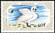 Mute Swan Cygnus olor  1987 Swans 