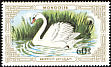 Mute Swan Cygnus olor  1987 Swans 