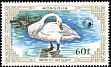Tundra Swan Cygnus columbianus  1987 Swans 