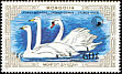 Mute Swan Cygnus olor  1987 Swans 