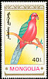 Australian King Parrot Alisterus scapularis  1990 Parrots 