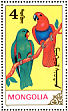 Eclectus Parrot Eclectus roratus  1990 Parrots  MS
