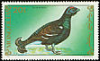 Black Grouse Lyrurus tetrix  1991 Birds 