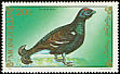 Black Grouse Lyrurus tetrix