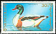 Common Shelduck Tadorna tadorna  1991 Birds 