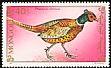 Common Pheasant Phasianus colchicus  1991 Birds 