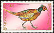 Common Pheasant Phasianus colchicus