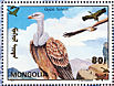 Griffon Vulture Gyps fulvus  1993 Birds  MS