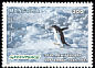 Adelie Penguin Pygoscelis adeliae