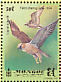 Saker Falcon Falco cherrug  1999 Falcons Sheet
