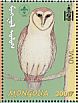 Western Barn Owl Tyto alba