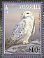 Snowy Owl Bubo scandiacus