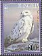 Snowy Owl Bubo scandiacus  2017 Owls 