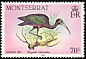 Glossy Ibis Plegadis falcinellus  1984 Birds 