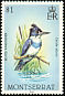 Belted Kingfisher Megaceryle alcyon  1984 Birds 