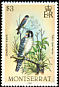 American Kestrel Falco sparverius  1984 Birds 