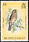 Forest Thrush Turdus lherminieri  1984 Birds 