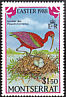 Glossy Ibis Plegadis falcinellus  1988 Easter 