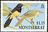 Montserrat Oriole Icterus oberi  1992 Montserrat Oriole 