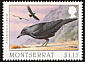 American Crow Corvus brachyrhynchos  1997 Birds 