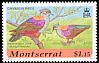 Crested Quail-Dove Geotrygon versicolor  2001 Caribbean birds 