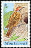 Fernandina's Flicker Colaptes fernandinae  2001 Caribbean birds 