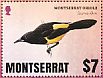 Montserrat Oriole Icterus oberi  2016 Birds of Montserrat  MS