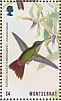 Rufous-tailed Hummingbird Amazilia tzacatl  2018 Birds Sheet