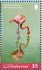 American Flamingo Phoenicopterus ruber  2019 Flamingo Sheet
