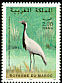 Demoiselle Crane Grus virgo  1997 Birds 