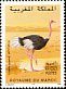 Common Ostrich Struthio camelus  1998 Birds 