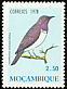 Violet-backed Starling Cinnyricinclus leucogaster  1978 Birds 