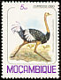 Common Ostrich Struthio camelus  1980 Birds 