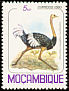 Common Ostrich Struthio camelus