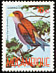 Broad-billed Roller Eurystomus glaucurus  1987 Birds 
