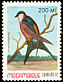 Mosque Swallow Cecropis senegalensis  1992 Birds 